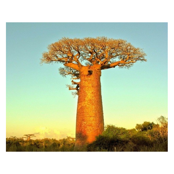 FORLIVE Baobab bio